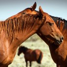 Brumbies at play